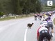 Giro d'Italia, una capra taglia la strada al gruppo - Video