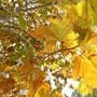 Equinozio d'Autunno con calo delle temperature minime, piogge venerdì poi weekend di sole
