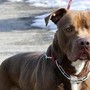 Ischia, donna azzannata da pitbull: amputata una gamba