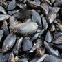 Caldo fa strage di molluschi nel delta del Po, moria di cozze e vongole Caldo fa strage di molluschi nel delta del Po, moria di cozze e vongole