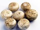 Da funghi champignon possibile azione anti-cancro prostata, si studia meccanismo