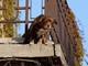 No a cani e gatti su balconi, scantinati, terrazze e cortili: la nuova legge in Spagna