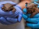 Lebbra, casi in aumento in Florida e l'armadillo torna sotto i riflettori Lebbra, casi in aumento in Florida e l'armadillo torna sotto i riflettori