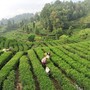 La Cina potenzia i settori della tradizione, dalla seta al tè alla porcellana La Cina potenzia i settori della tradizione, dalla seta al tè alla porcellana