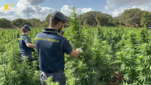 Scoperta nel Sassarese maxi piantagione di marijuana da 4.600 piante Scoperta nel Sassarese maxi piantagione di marijuana da 4.600 piante