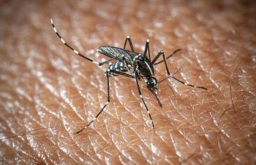 L'Oms lancia l'allarme, il virus West Nile cresce in Europa, 21 casi in Italia L'Oms lancia l'allarme, il virus West Nile cresce in Europa, 21 casi in Italia