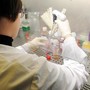 Bambina morta a Palermo, Istituto Superiore di Sanità: "Campione positivo al batterio della difterite" Bambina morta a Palermo, Istituto Superiore di Sanità: "Campione positivo al batterio della difterite"