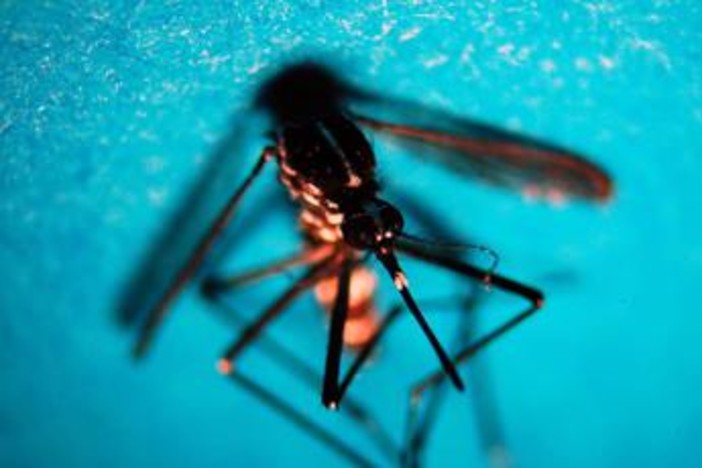Estate, allarme zanzare: "Con caldo ciclo più rapido e rischio Dengue-West Nile"
