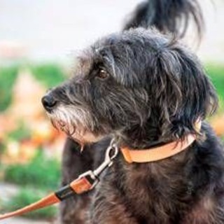 Avere un cane protegge il cuore e allunga la vita, il maxi studio