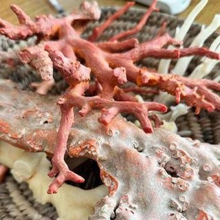 Ambiente, il corallo come ponte tra Italia e Tunisia: a Torre del Greco workshop su filiera Ambiente, il corallo come ponte tra Italia e Tunisia: a Torre del Greco workshop su filiera