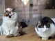 Da randagi a pattuglia anti-topi, famiglia di gatti diventa star in aeroporto cinese