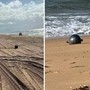 Australia, il mistero delle 'palle spaziali' in spiaggia: possono essere tossiche