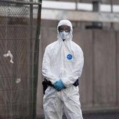 Hantavirus, l'esperta: "Non si rischia nuova pandemia, più letale ma diverso da Covid"