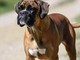 Cani e problemi respiratori, le 12 razze a rischio dal pechinese al boxer