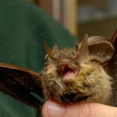 Donna si risveglia con un pipistrello in faccia: "Voleva infilarsi in bocca"