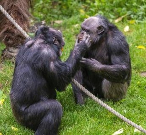 Scimpanzé in guerra, cuccioli strappati alle madri: il caso in Uganda