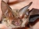 Si sveglia con un pipistrello sul viso, 11enne muore di rabbia: nessun segno di morso