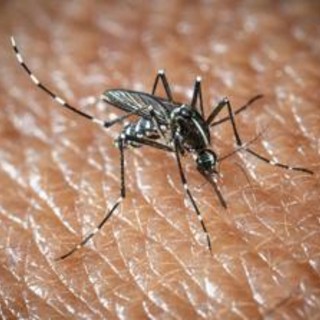L'Oms lancia l'allarme, il virus West Nile cresce in Europa, 21 casi in Italia L'Oms lancia l'allarme, il virus West Nile cresce in Europa, 21 casi in Italia