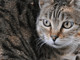 Scoperta nuova specie di felino selvatico, si trova in Bolivia: è il gatto Tilcayo