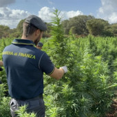 Scoperta nel Sassarese maxi piantagione di marijuana da 4.600 piante Scoperta nel Sassarese maxi piantagione di marijuana da 4.600 piante