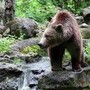 Orso abbattuto a Yellowstone, aveva imparato a rubare cibo a campeggiatori