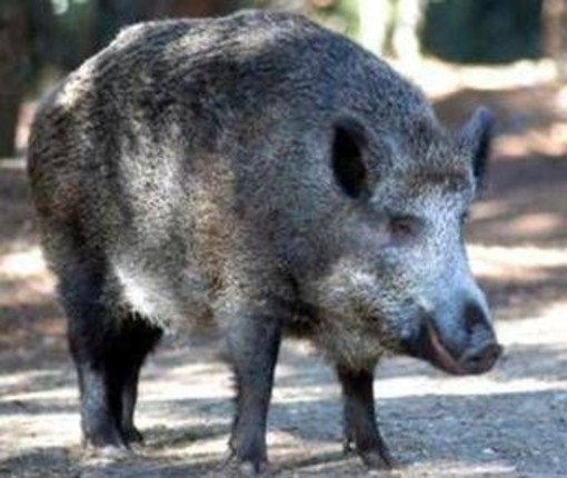 Il cinghiale attraversa la strada, scontro tra 3 auto e 4 feriti