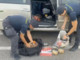 Porto di Civitavecchia, maxi sequestro di tabacco proveniente dall’Algeria
