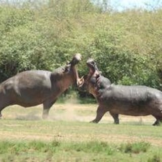 La Colombia abbatterà 'gli ippopotami di Pablo Escobar': il caso