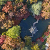 Cina, progressi nella conservazione delle risorse genetiche forestali Cina, progressi nella conservazione delle risorse genetiche forestali