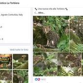 Cucciolo di ocelot al Parco Faunistico La Torbiera, il lieto evento vola sul web Cucciolo di ocelot al Parco Faunistico La Torbiera, il lieto evento vola sul web
