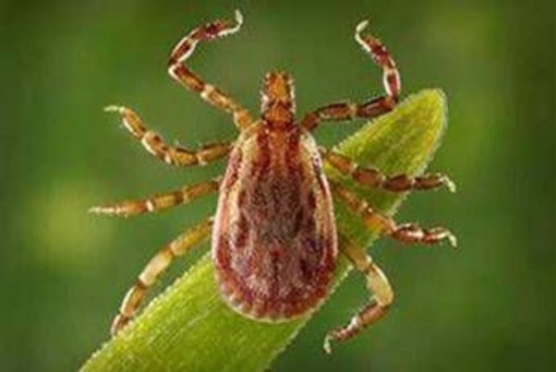 Allarme Altnv, il nuovo virus dalle zecche: cosa sapere
