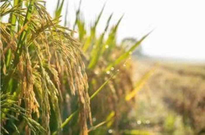 Agroalimentare, Ismea: superati sistema dei bandi per finanziamenti a condizioni di mercato