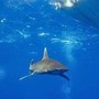 Dramma in Australia, si tuffa in mare e viene ucciso da uno squalo: chiuse tutte le spiagge Dramma in Australia, si tuffa in mare e viene ucciso da uno squalo: chiuse tutte le spiagge