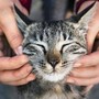 Primo vaccino Rna per i gatti, efficace contro 5 infezioni