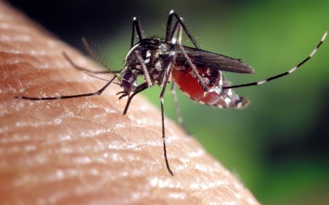 Zanzare e contagi in aumento: &quot;La Regione intervenga sul West Nile Virus&quot;